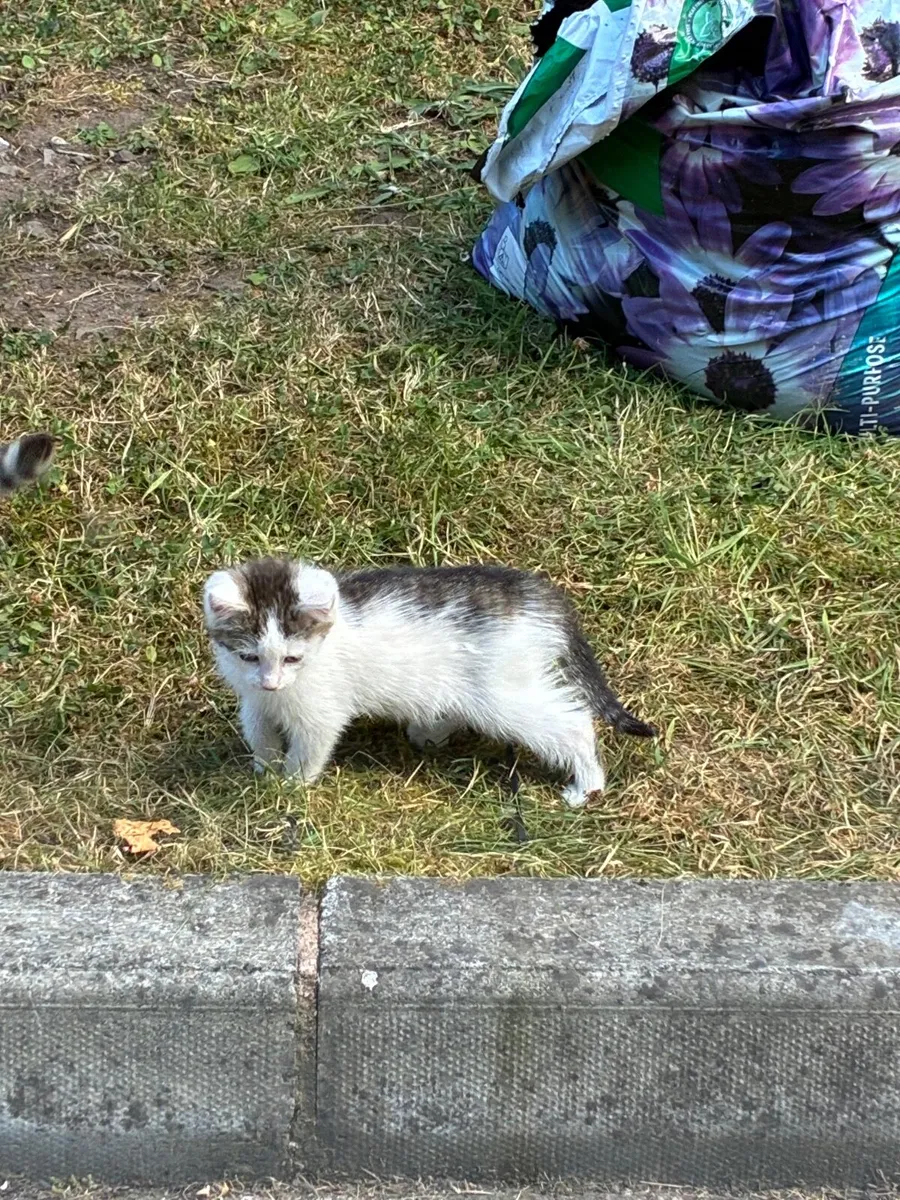 FREE Beautiful Kittens - Image 4