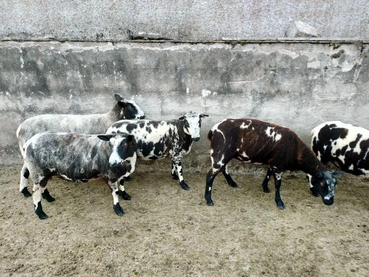 Dutch Spotted Cross Hoggets - Image 2