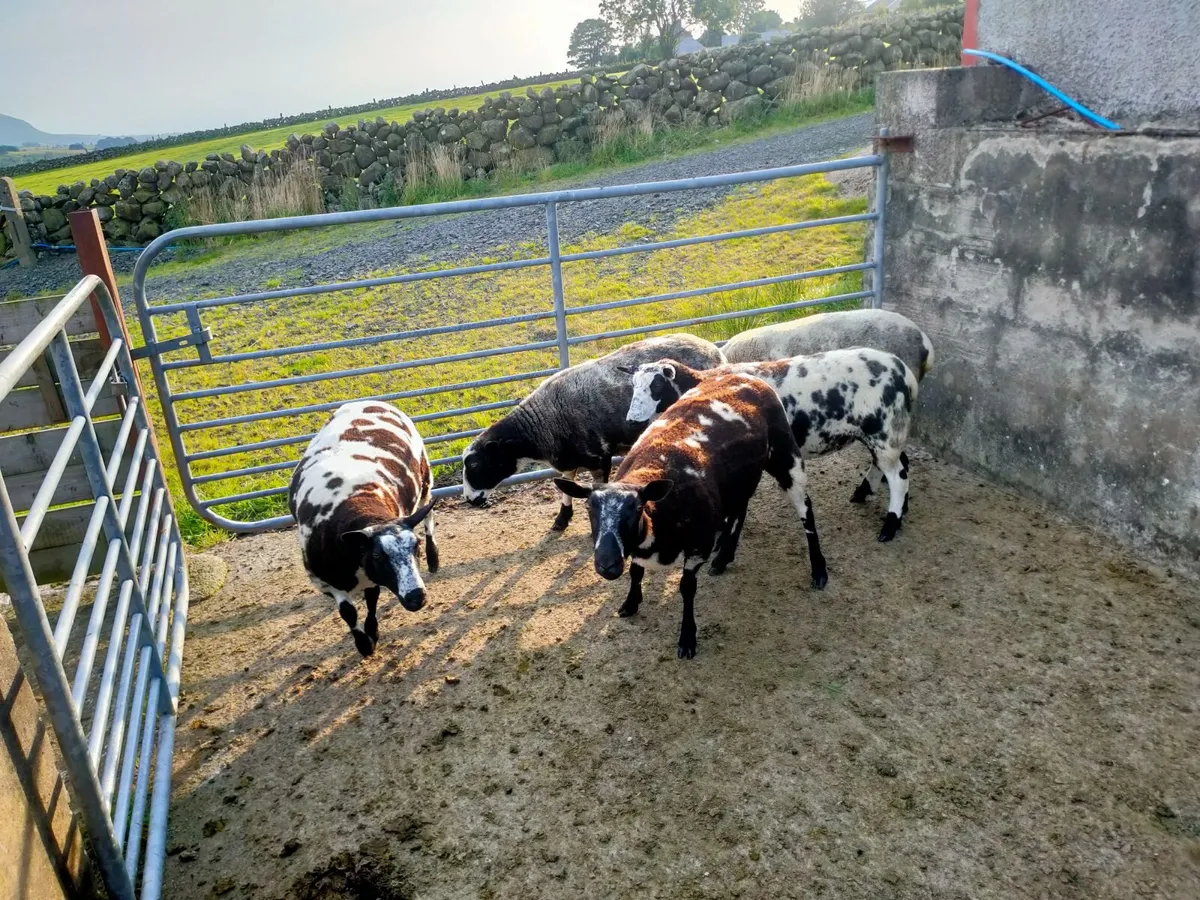 Dutch Spotted Cross Hoggets - Image 3