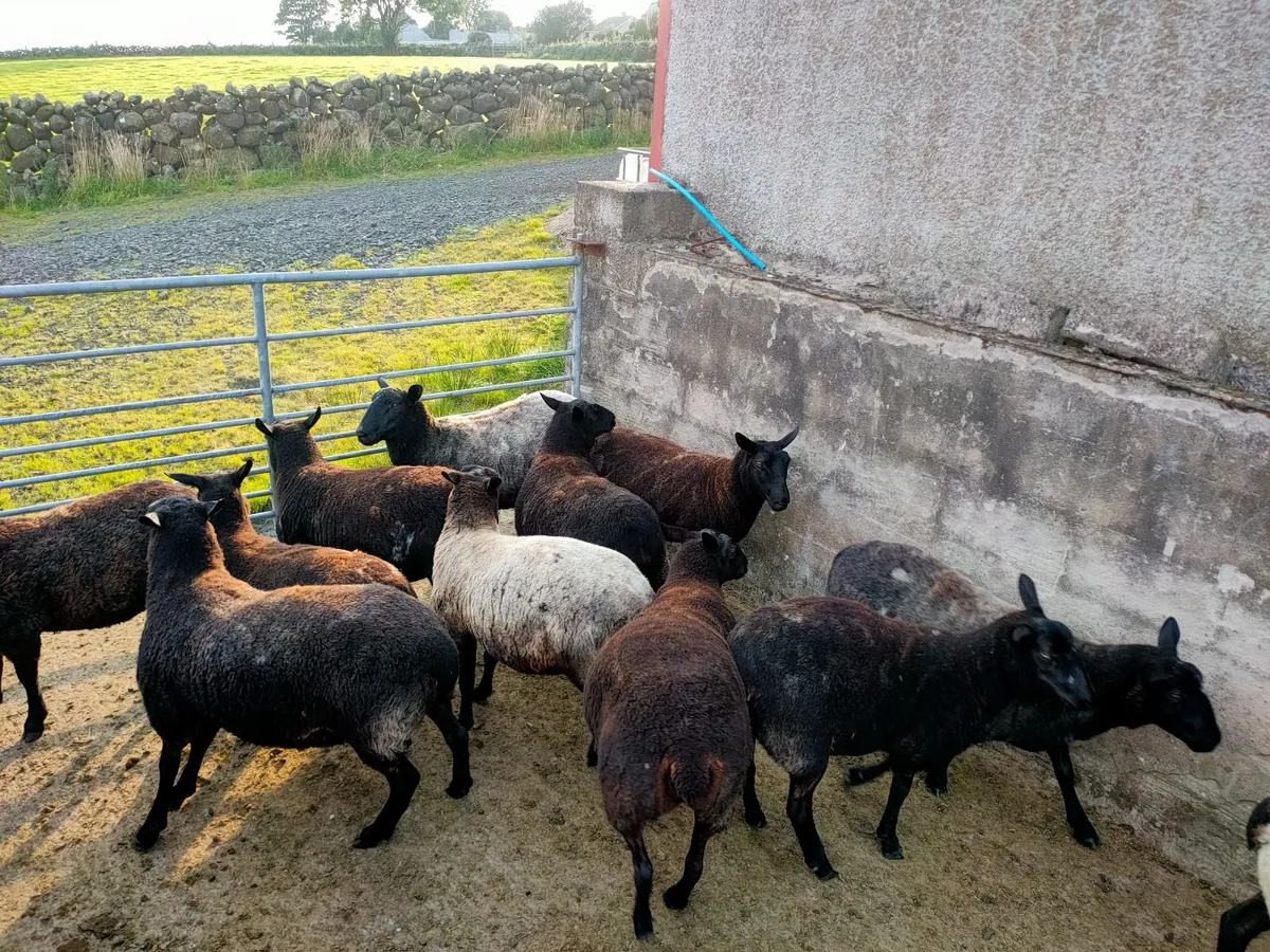 Dutch Spotted Cross Hoggets - Image 4