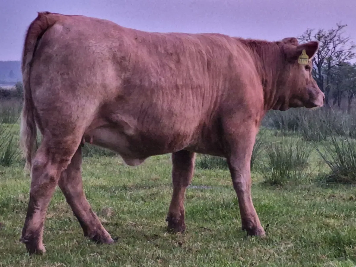 CHX Heifer Weanling - Image 2