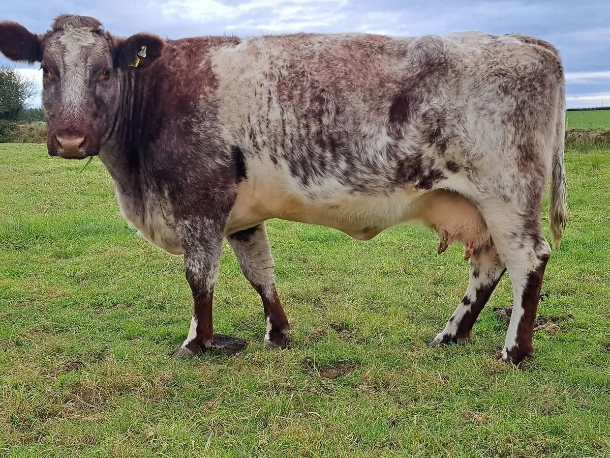 CHX Heifer Weanling - Image 3