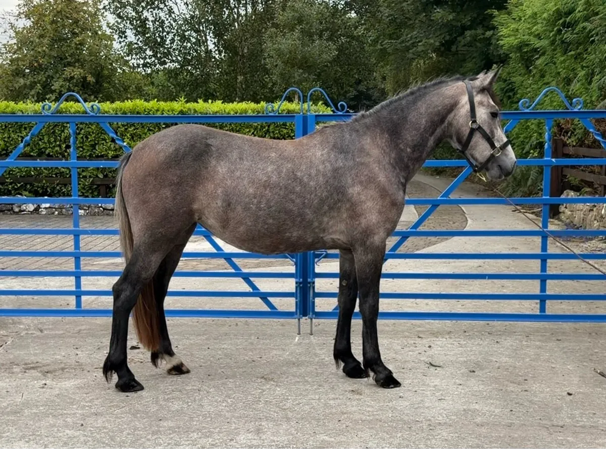 3yr old Connemara filly - Image 1