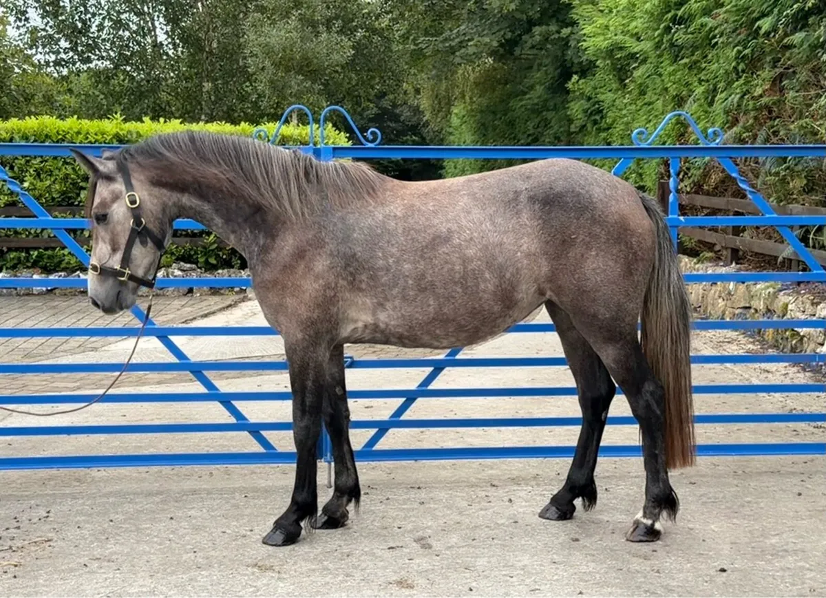 3yr old Connemara filly - Image 2