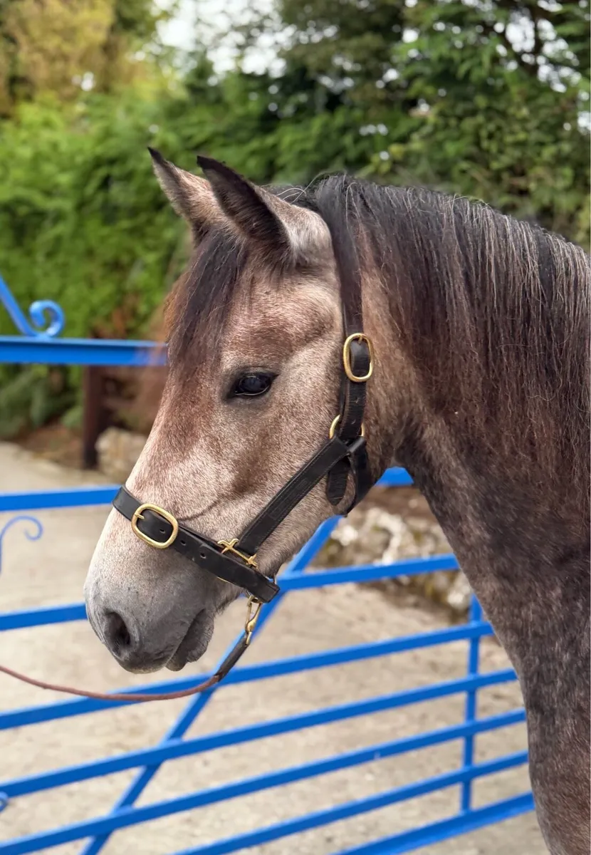 3yr old Connemara filly - Image 3