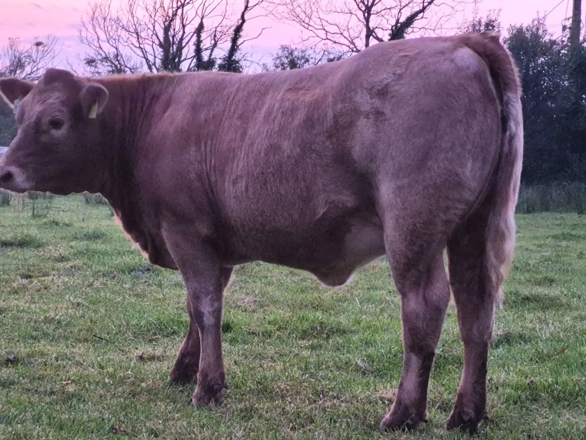 CHX Heifer Weanling - Image 4