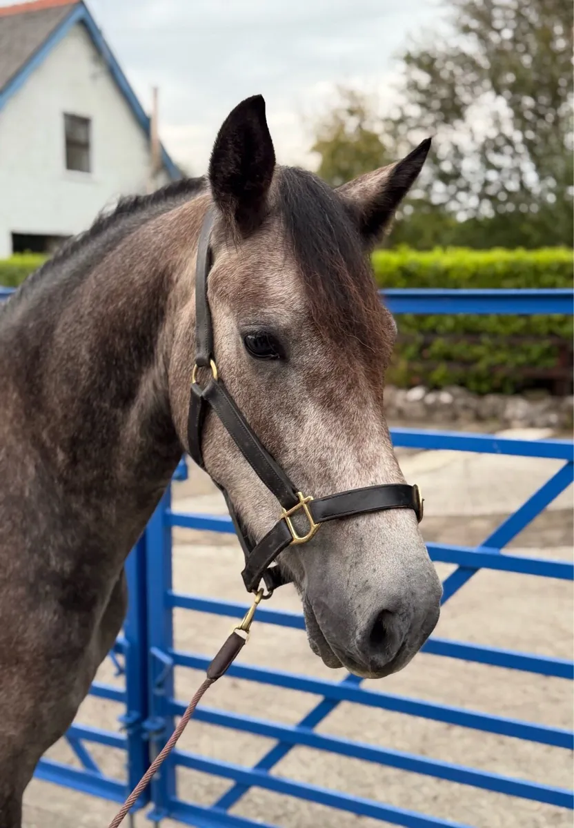 3yr old Connemara filly - Image 4