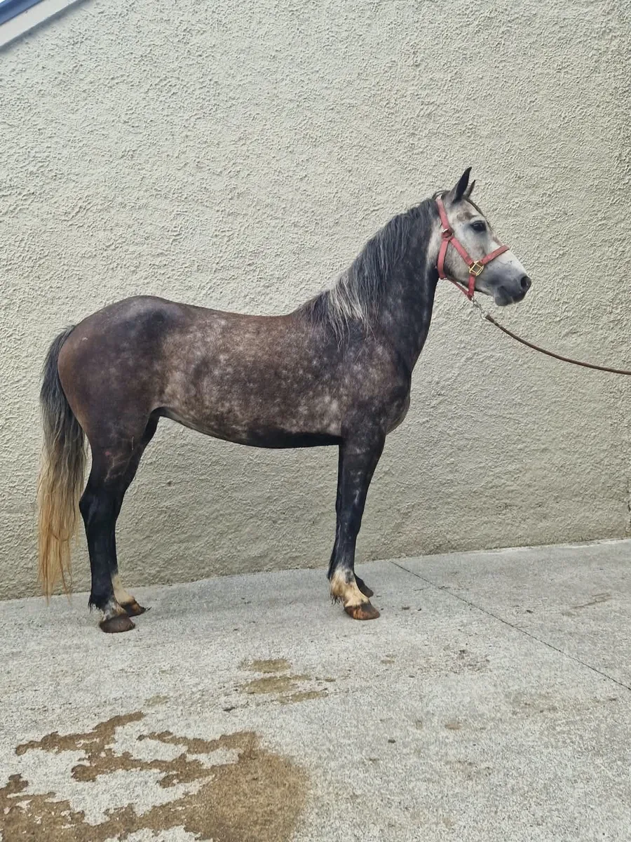 5 yr old connemara - Image 3