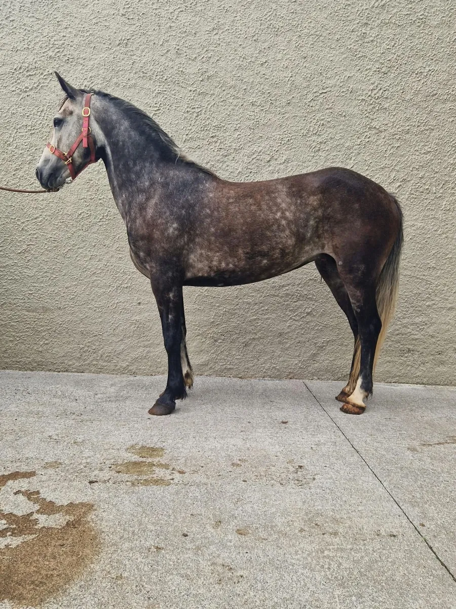 5 yr old connemara - Image 1