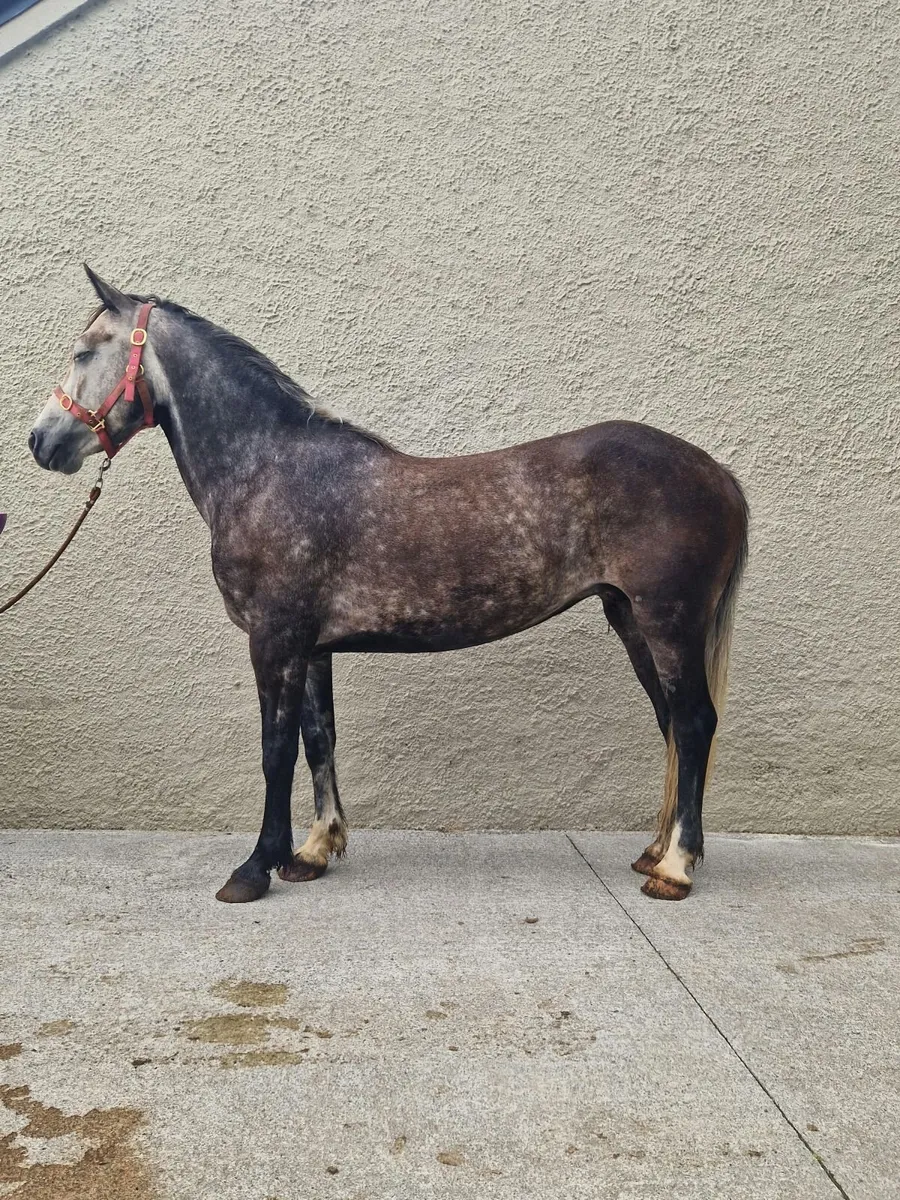 5 yr old connemara - Image 4