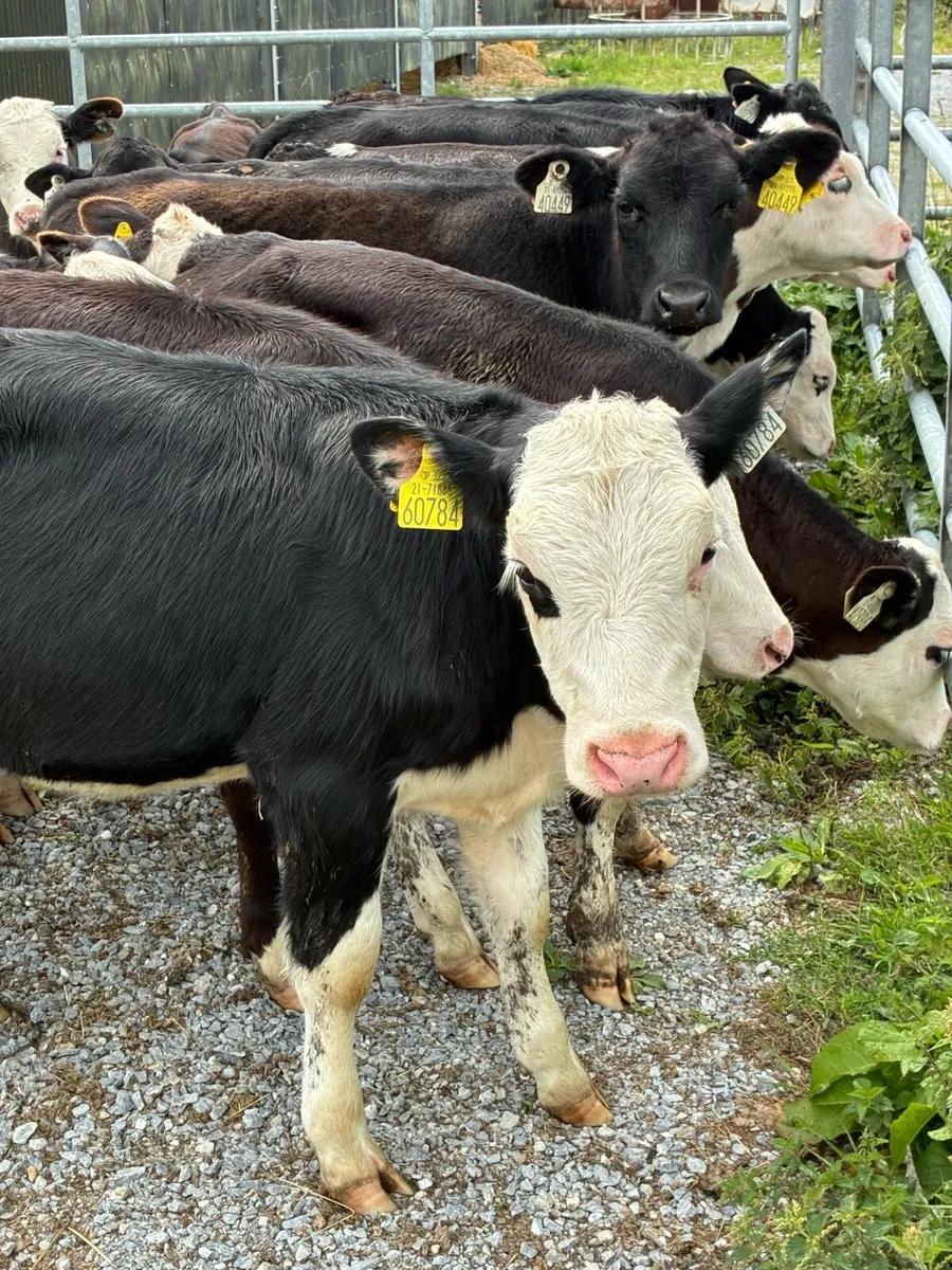 REARED CALVES 3/4 MONTHS HEX HEIFERS/BULLS - Image 1