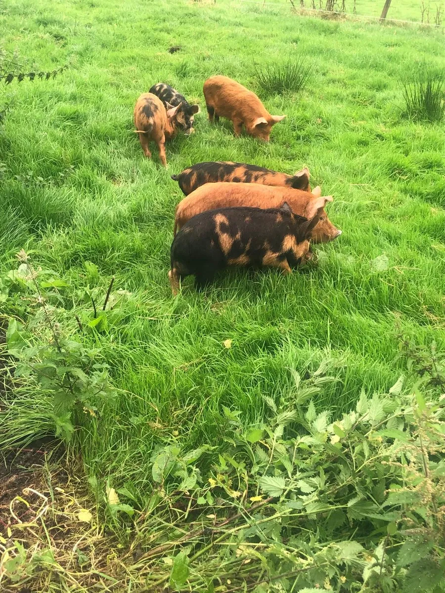 Kune kune - Image 1
