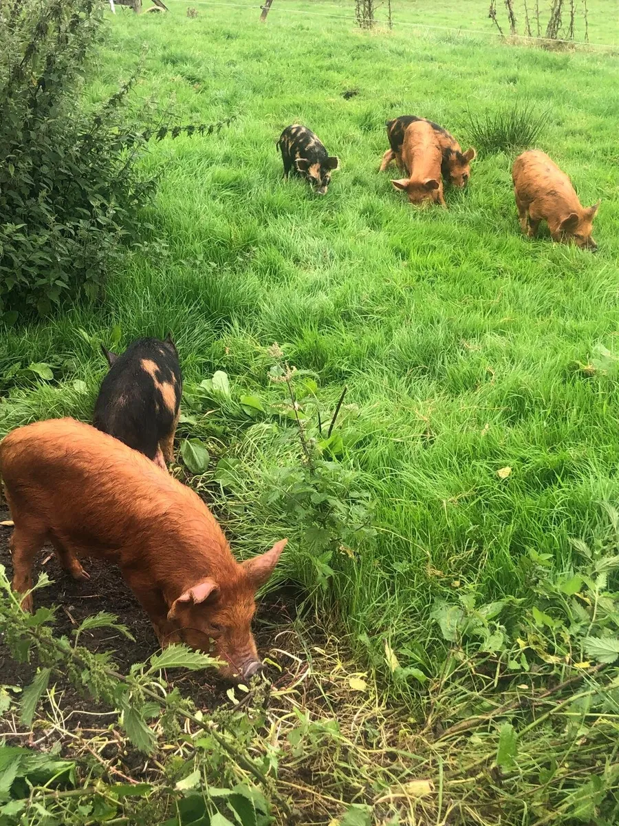 Kune kune - Image 2