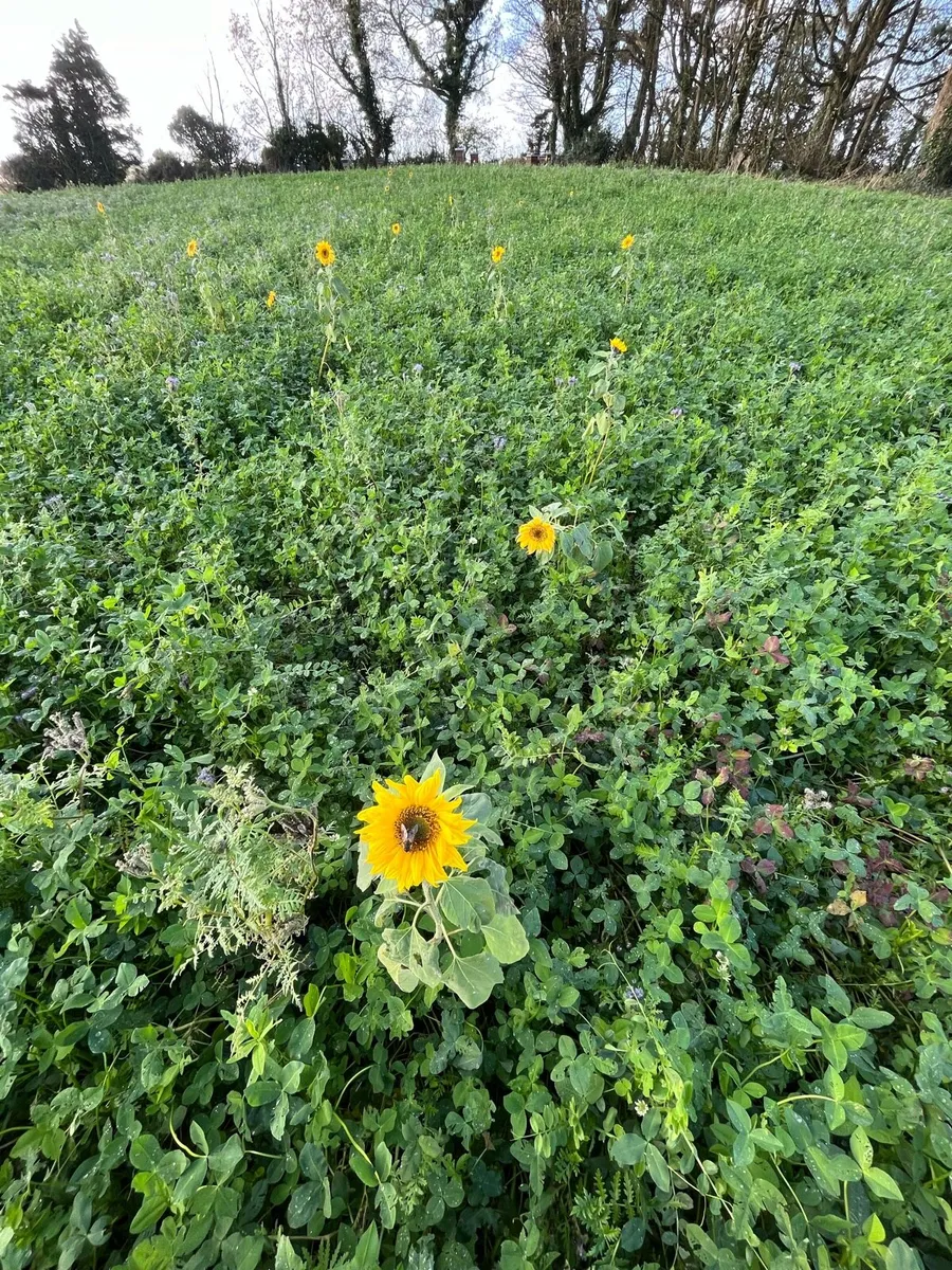 Land Wanted - Image 4