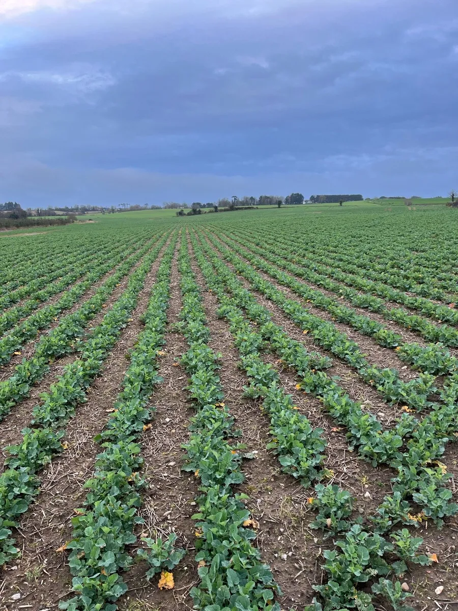 Land Wanted - Image 2