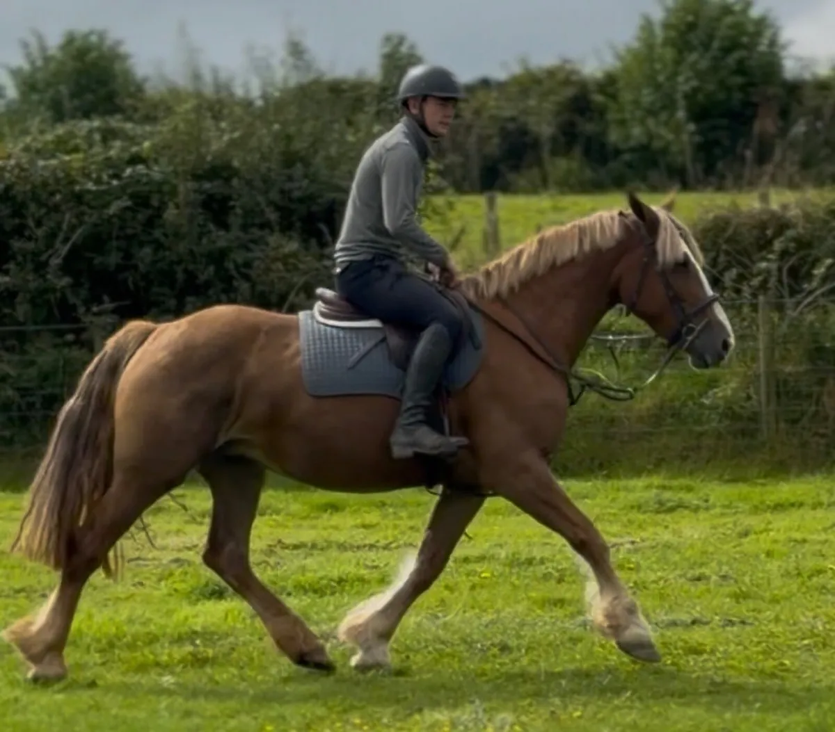 Quiet/Easy/Safe 15,2 4yo Mare - Image 1