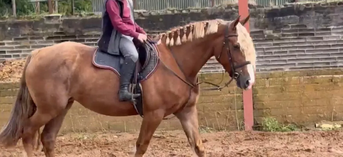 Quiet/Easy/Safe 15,2 4yo Mare - Image 2