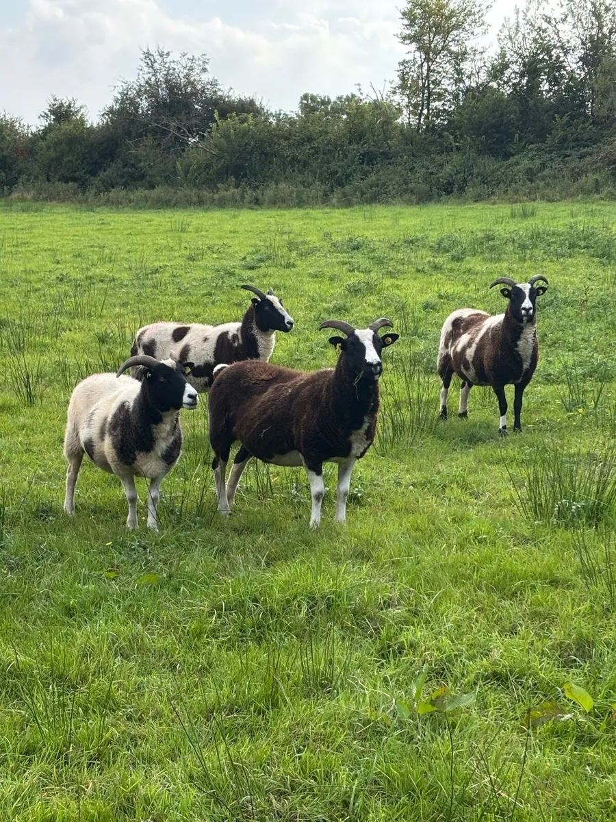 2nd crop ewes