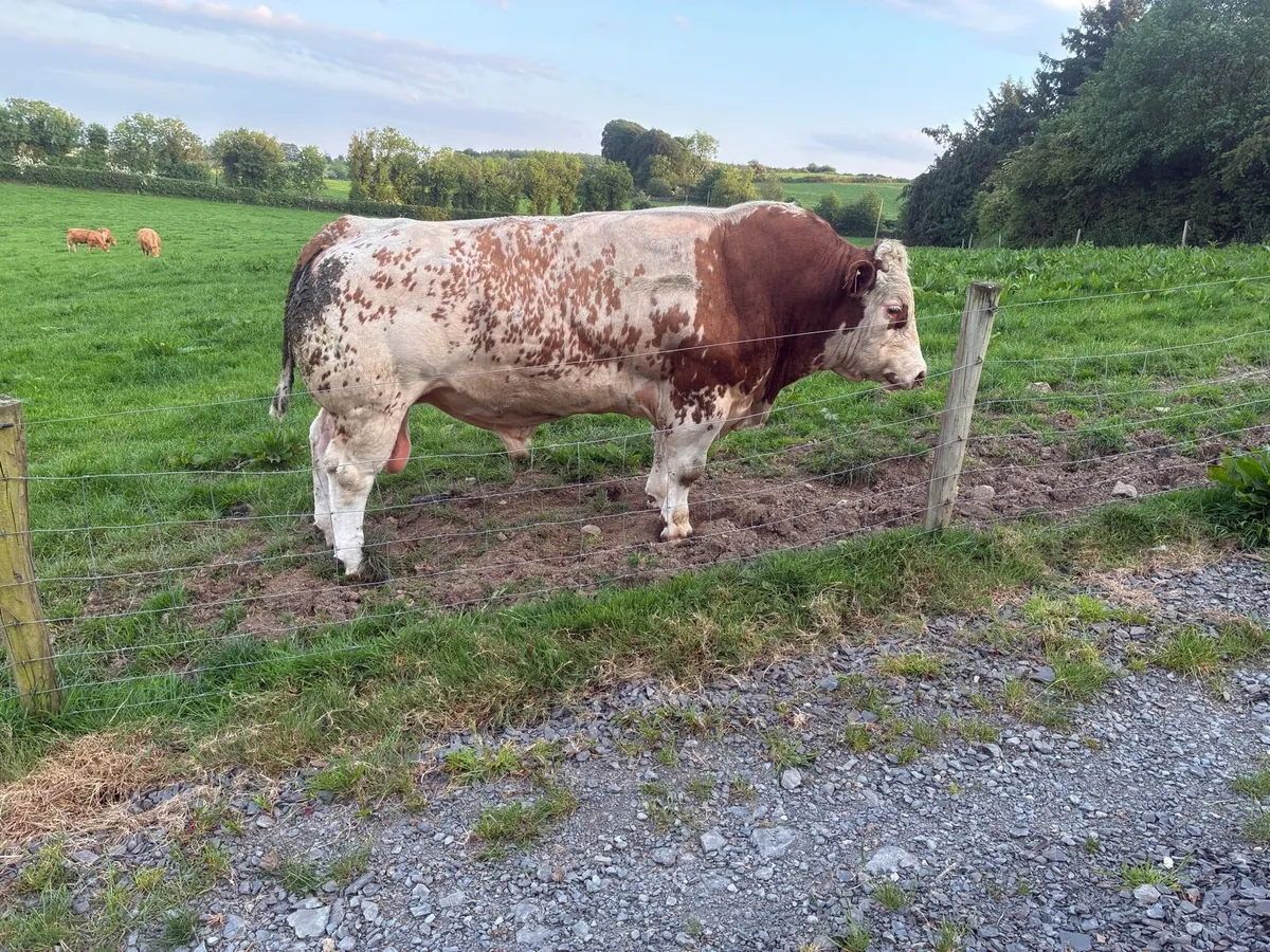 Belgian blue bull - Image 2