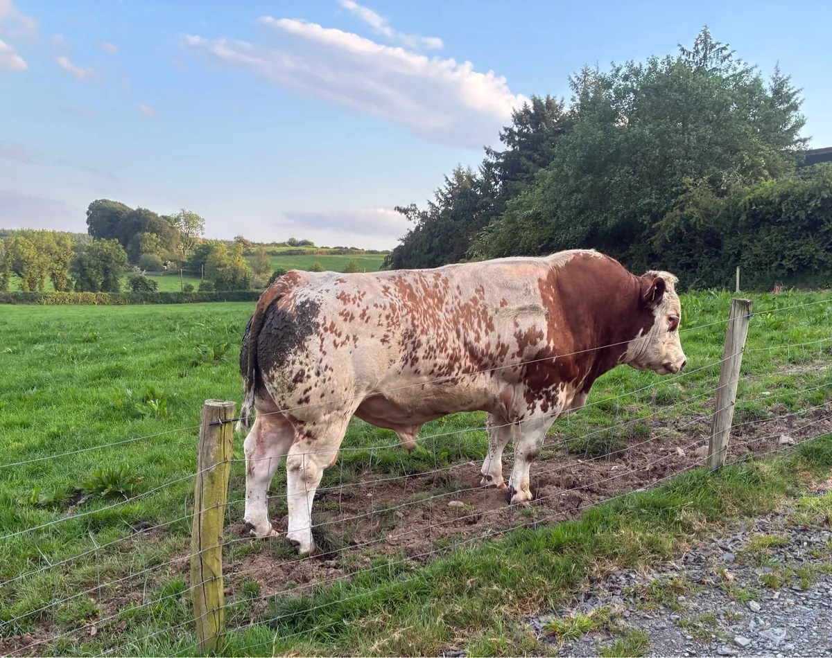 Belgian blue bull - Image 1