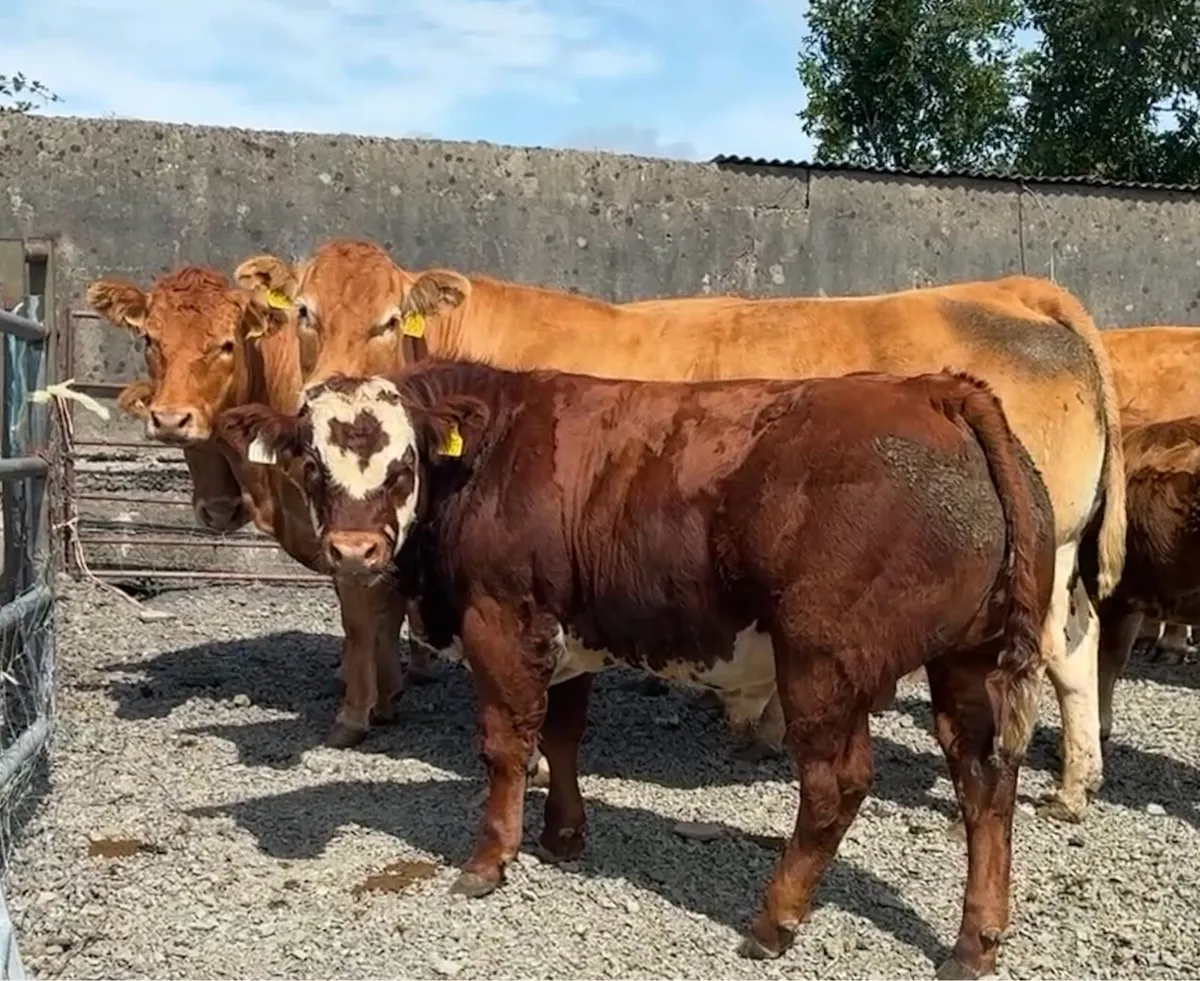Belgian blue bull - Image 3
