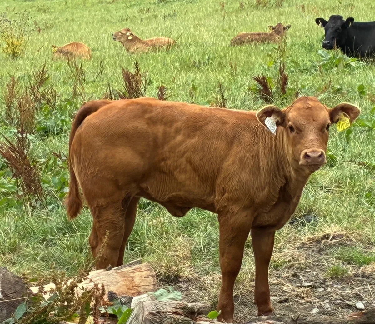 Belgian blue bull - Image 4