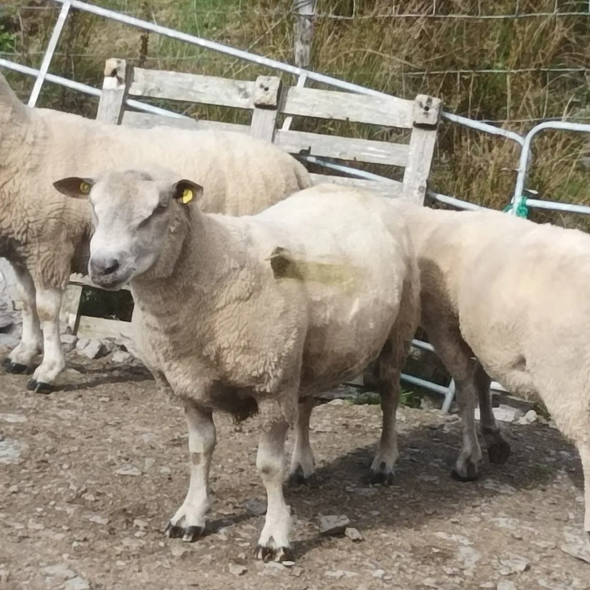 Charollais Rams - Image 2