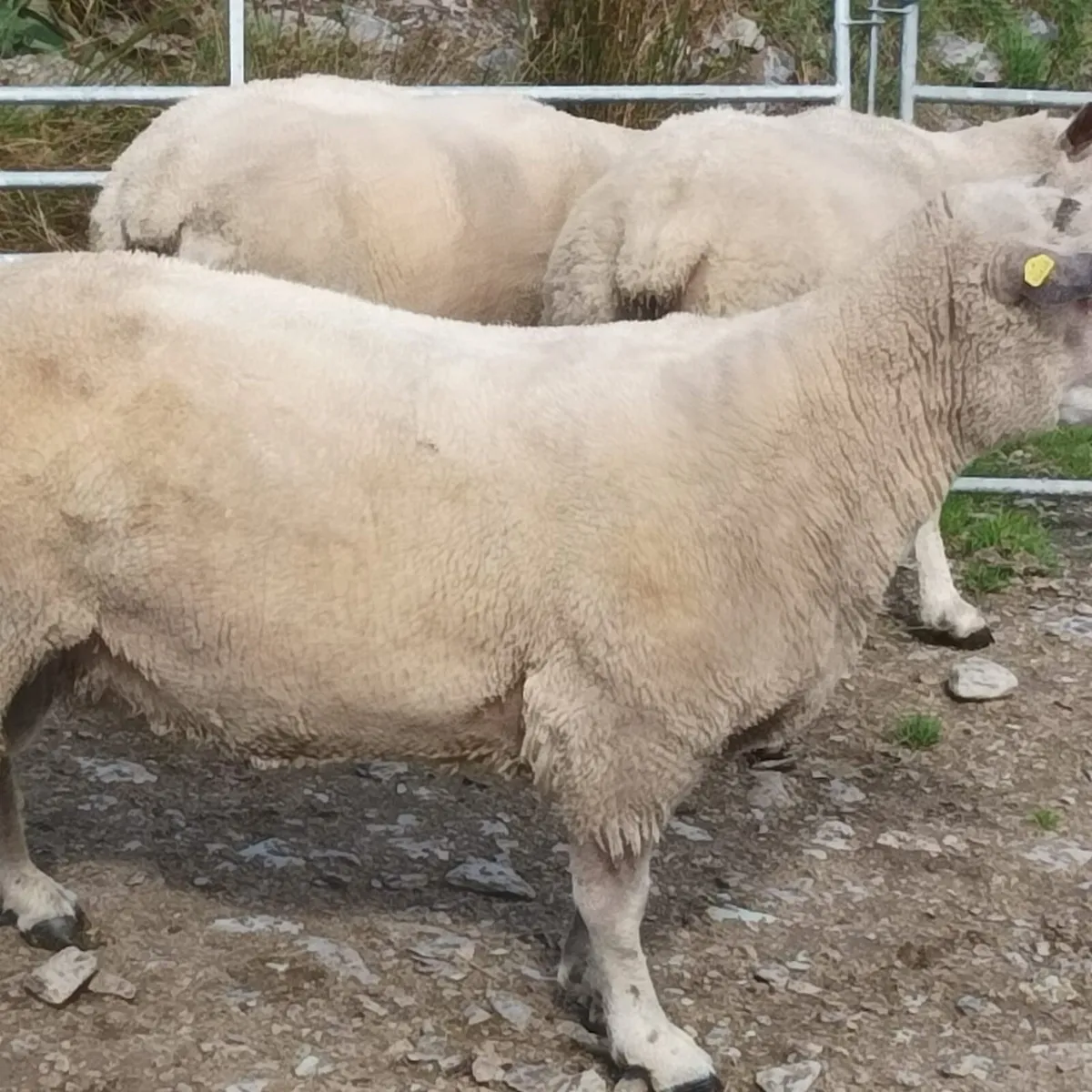 Charollais Rams - Image 3