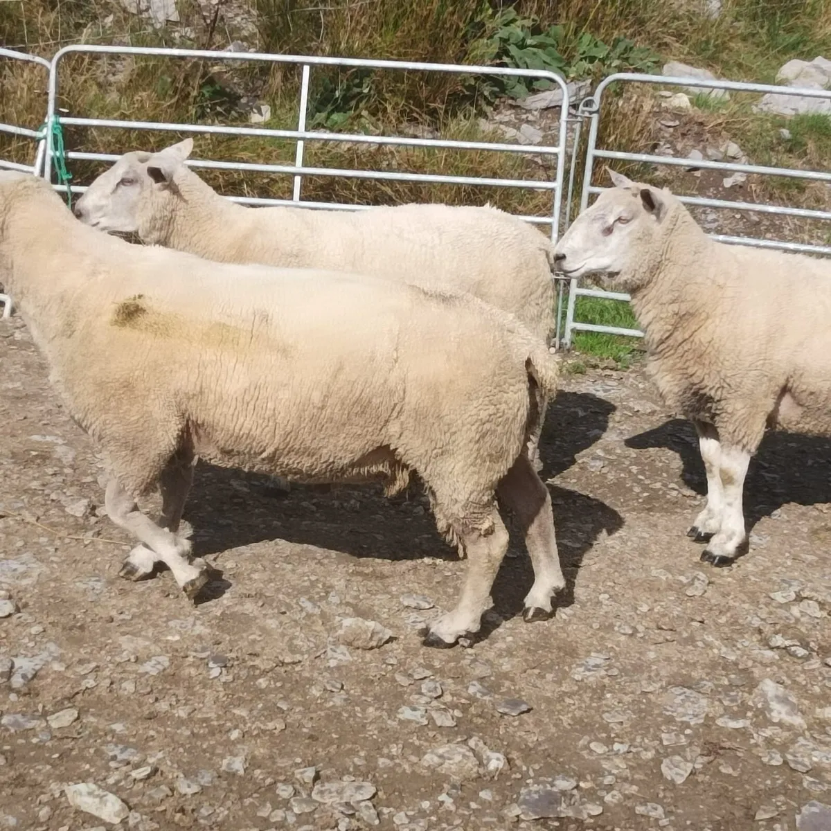 Charollais Rams - Image 4