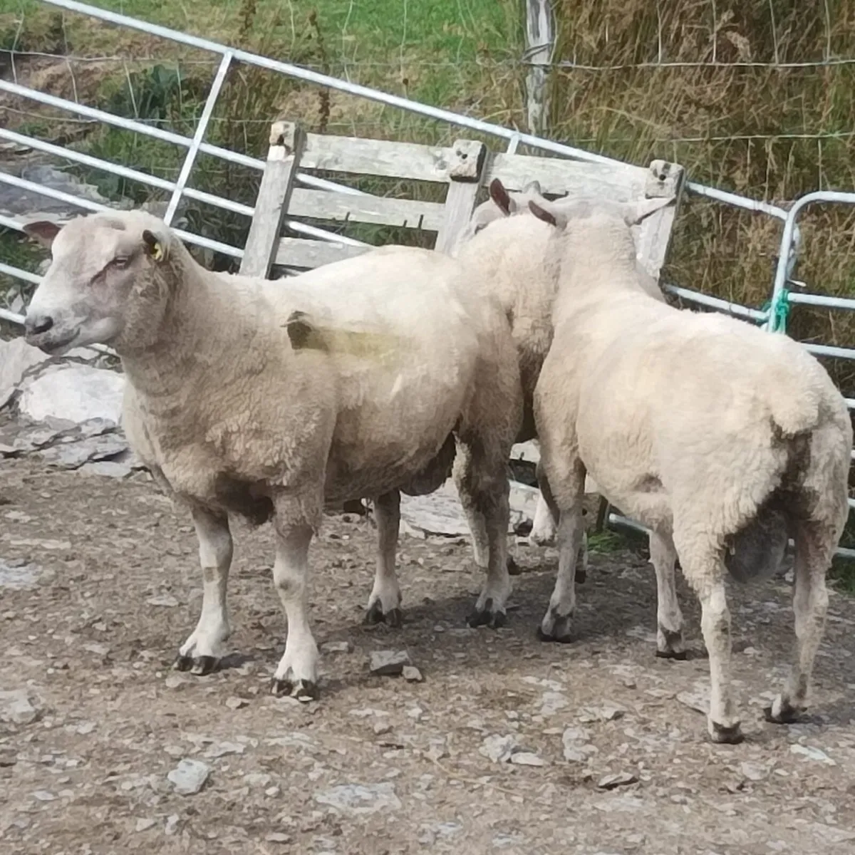 Charollais Rams - Image 1