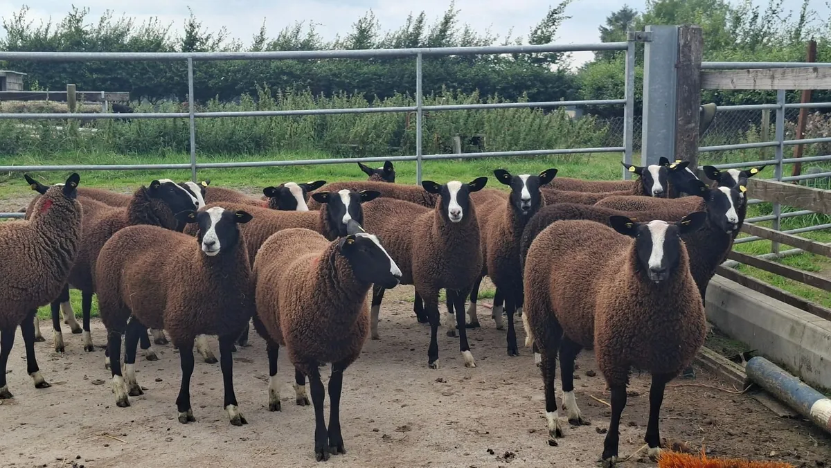 Zwartbles ewe lambs - Image 2