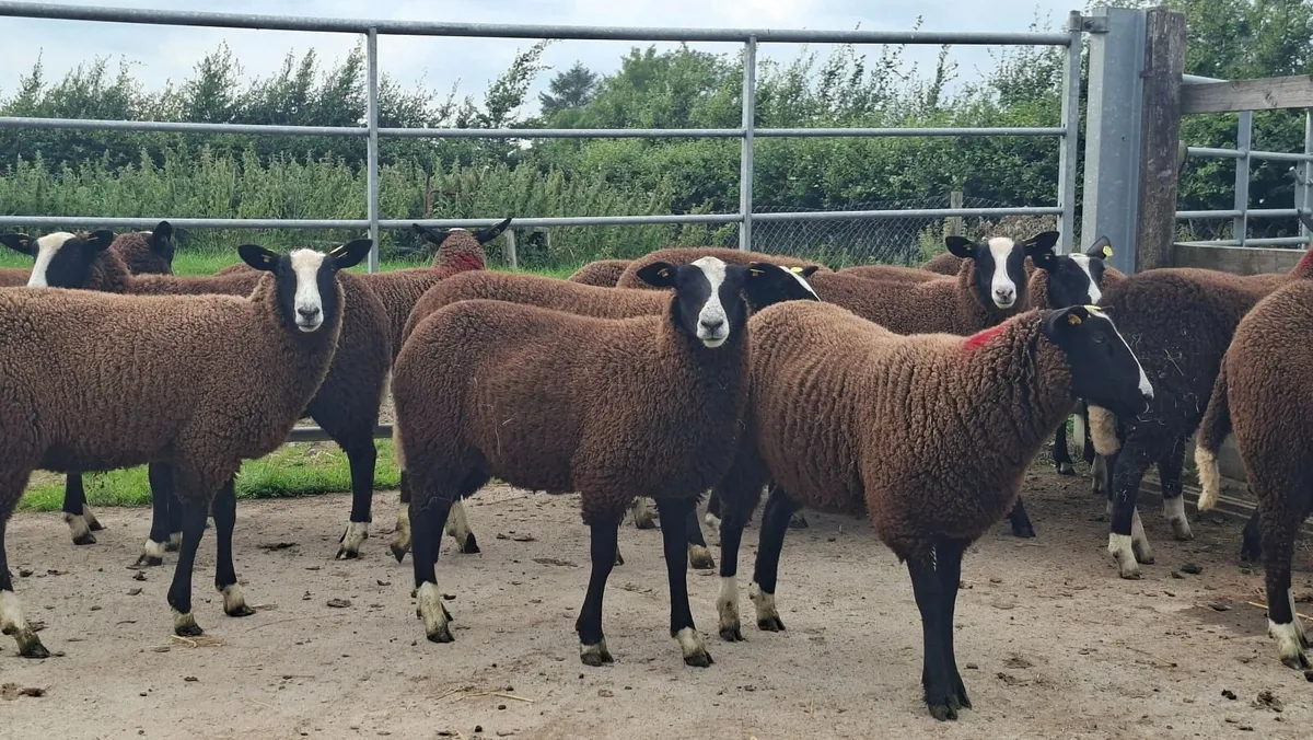 Zwartbles ewe lambs - Image 3