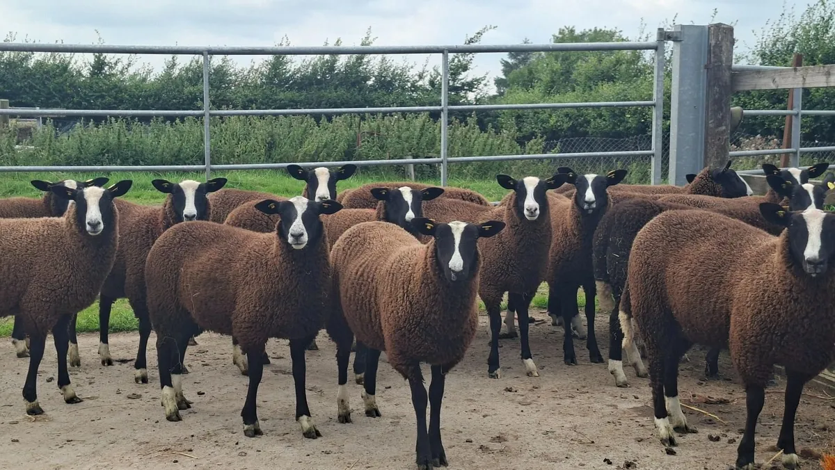 Zwartbles ewe lambs - Image 1