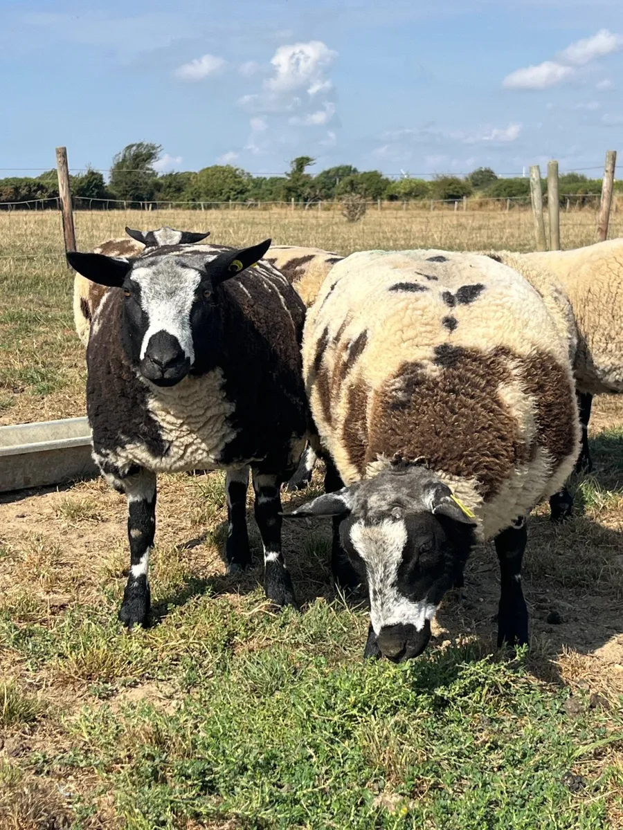 Pbr Dutch spotted ewe lambs, hogget, ram lambs - Image 2