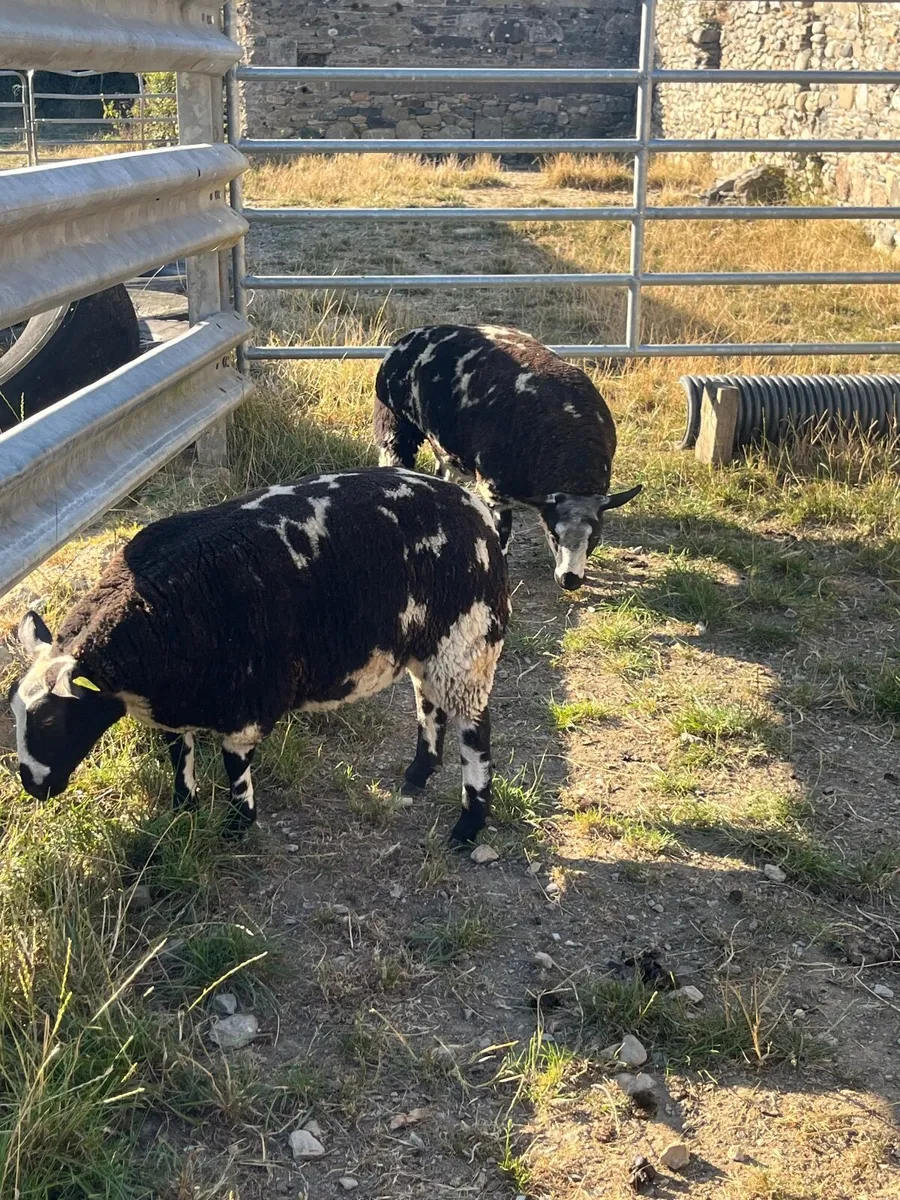 Pbr Dutch spotted ewe lambs, hogget, ram lambs - Image 3