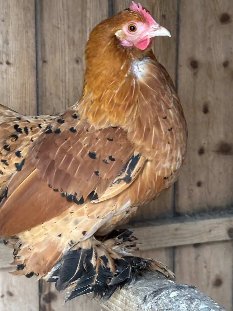 Milliefluer booted bantams - Image 1