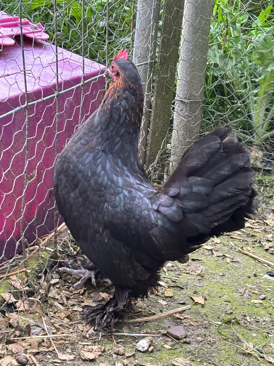 Milliefluer booted bantams - Image 2