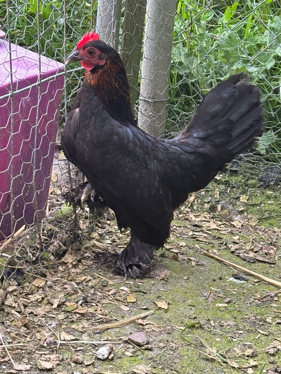 Milliefluer booted bantams - Image 3