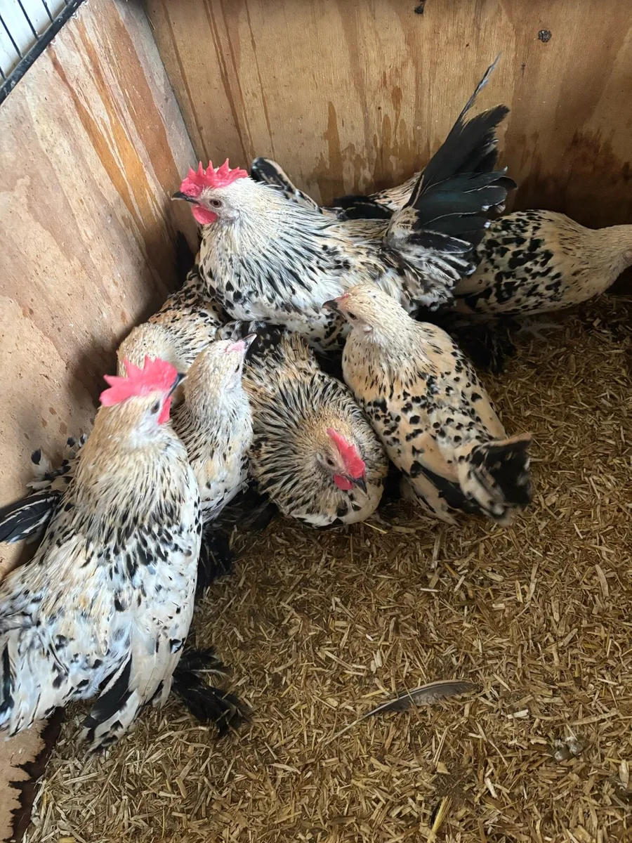 Milliefluer booted bantams - Image 4