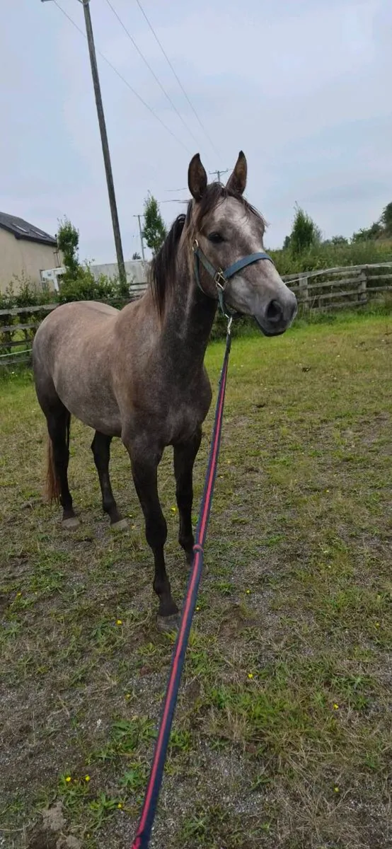 3 Year Old Gelding - Image 1
