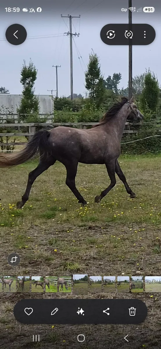 3 Year Old Gelding - Image 2