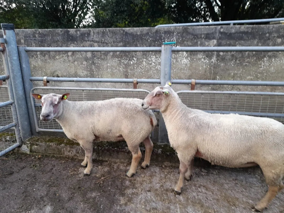 Ram's for sale - Image 2