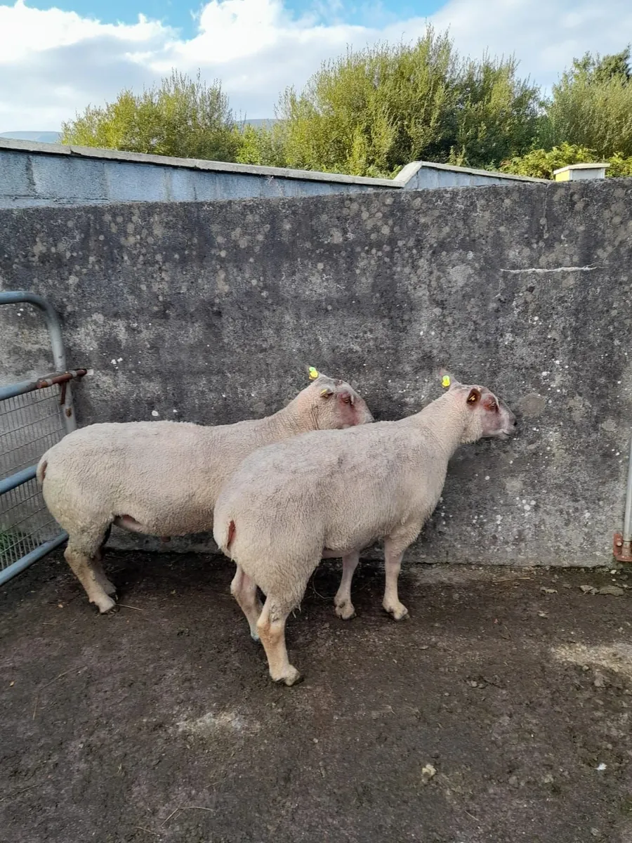 Ram's for sale - Image 3