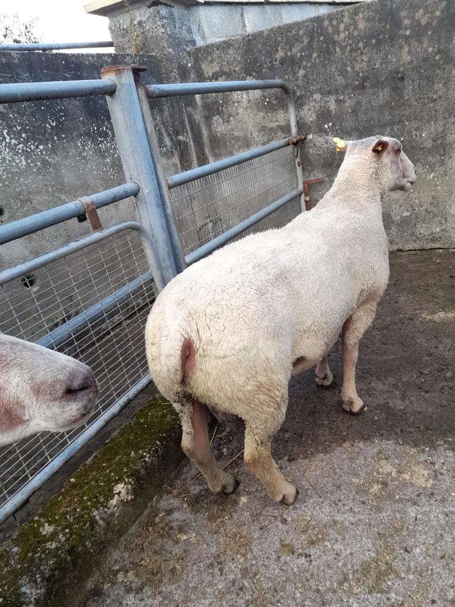 Ram's for sale - Image 4