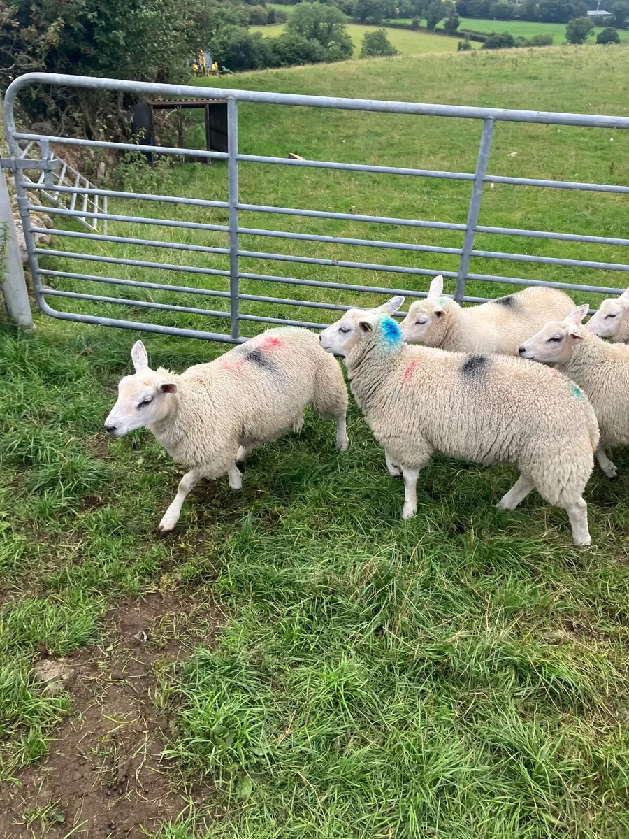 Ewe lambs - Image 2