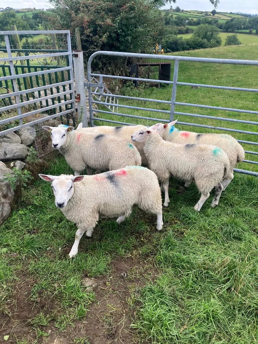 Ewe lambs - Image 1