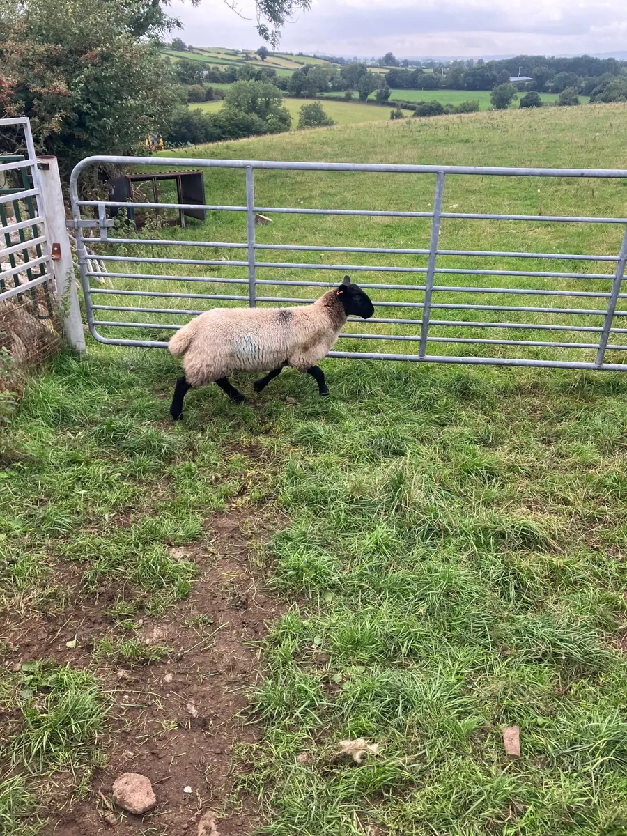 Ewe lambs - Image 4