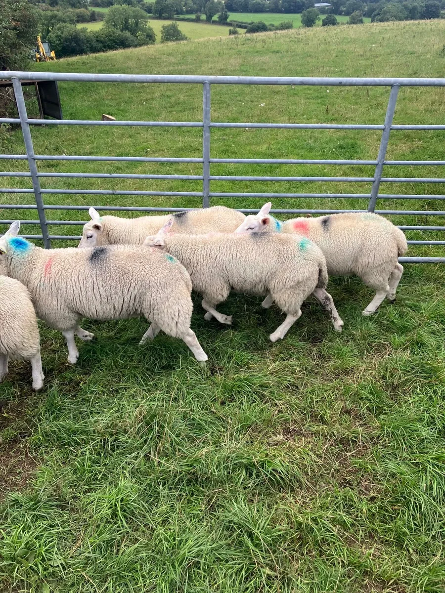 Ewe lambs - Image 3