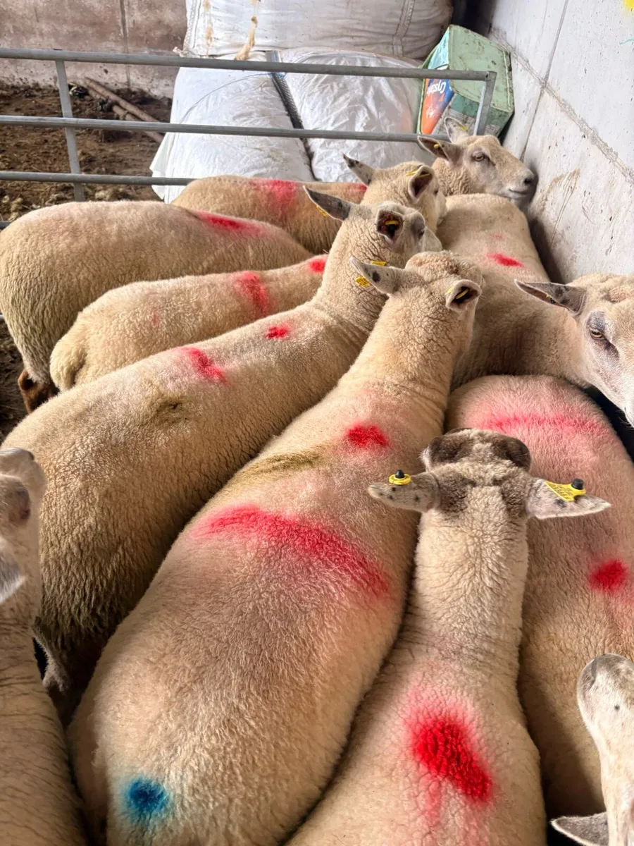 Charollais hoggets - Image 1