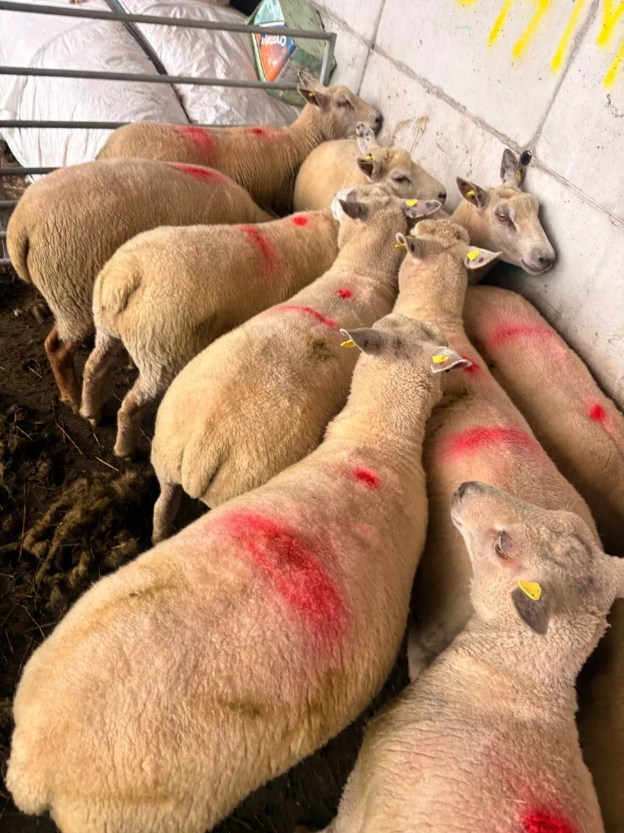 Charollais hoggets - Image 2